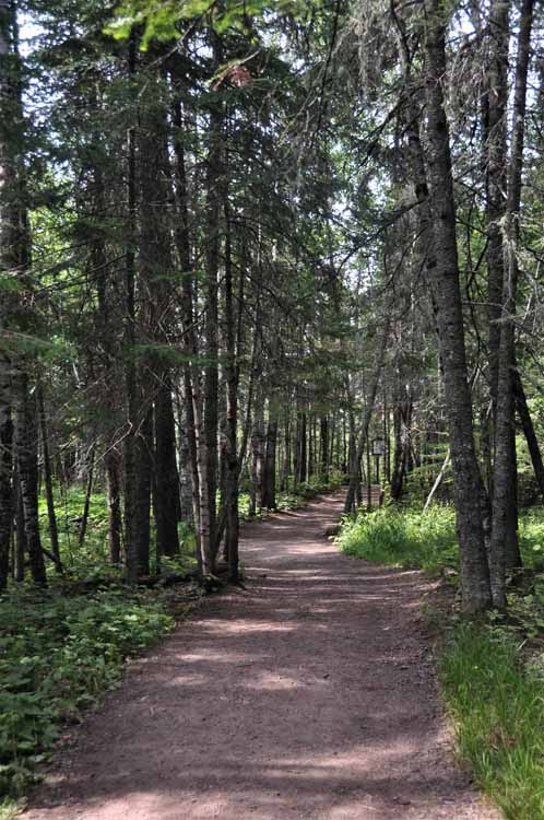 forested trail